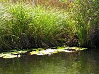 Nenuphard (1) (Photo F. Mrugala)